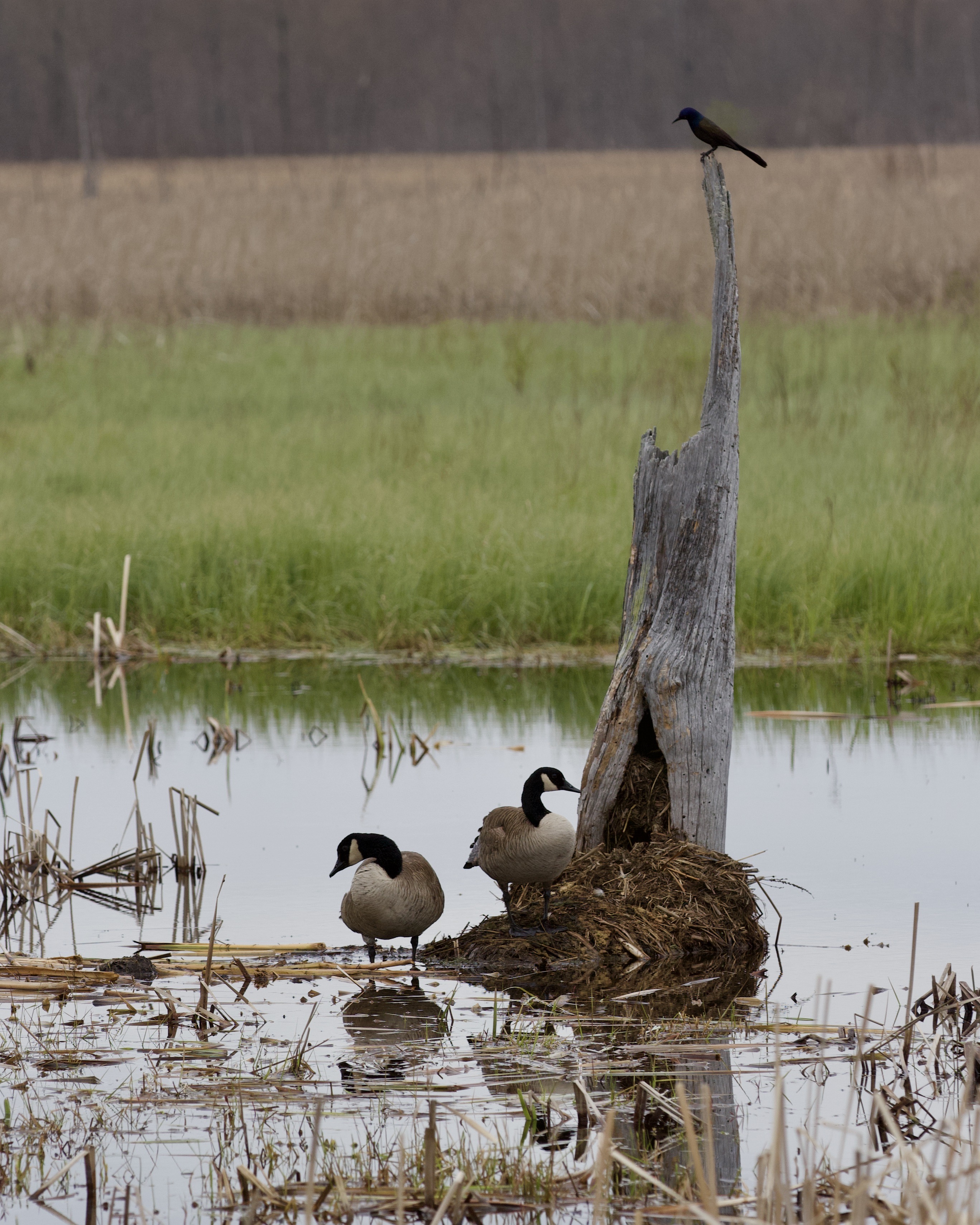 TCT lookout onto wetlands