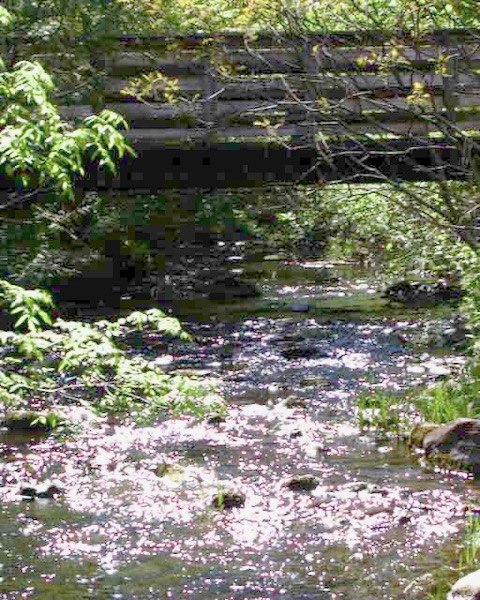 Bridge over Pool Creek